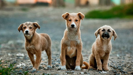Three Dogs Outdoors